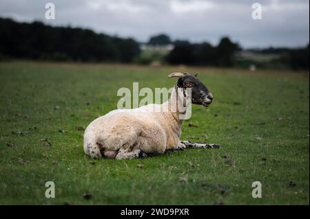 Una RAM, seduta in un campo in Inghilterra, a guardare a sinistra Foto Stock