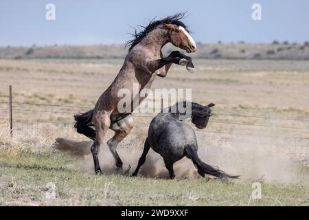 La mandria di cavalli selvaggi del monte Onaqui ha una struttura da lieve a moderata e varia nei colori da sorrel, roan, buckskin, nero, palomino, e grigia. Foto Stock