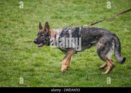 Pastore tedesco grigio al guinzaglio durante l'addestramento all'obbedienza degli animali Foto Stock