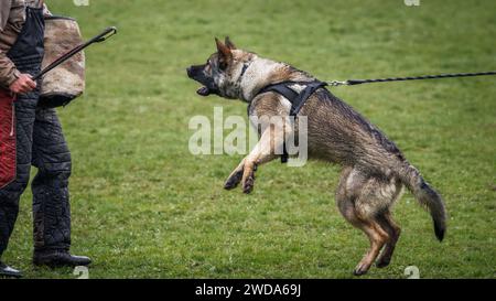 Addestramento del cane morso e lavoro di difesa. Allenatore di animali e pastore tedesco polizia o cane di guardia Foto Stock