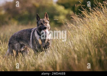 Cane pastore tedesco che corre nell'erba. Cane da pastore grigio di razza pura all'aperto Foto Stock