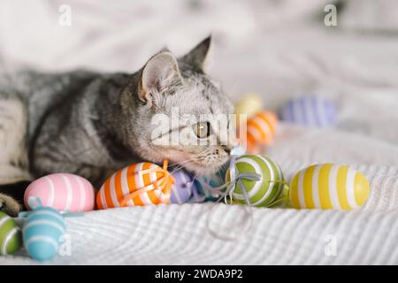 Simpatico gattino di razza scozzese che gioca a casa con uova di Pasqua multicolore. Foto Stock