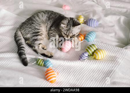 Simpatico gattino di razza scozzese che gioca a casa con uova di Pasqua multicolore. Foto Stock