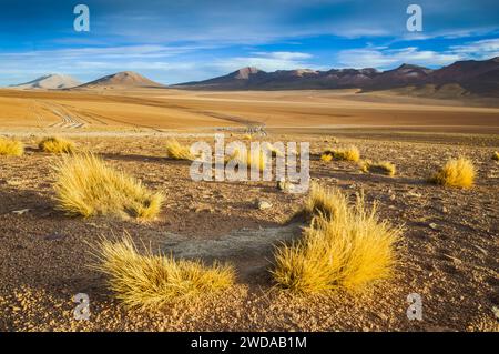 Ciuffi dorati tra gli altopiani boliviani (San Pedro de Quemes, Provincia di Nor Lípez, Dipartimento di Potosí) Foto Stock