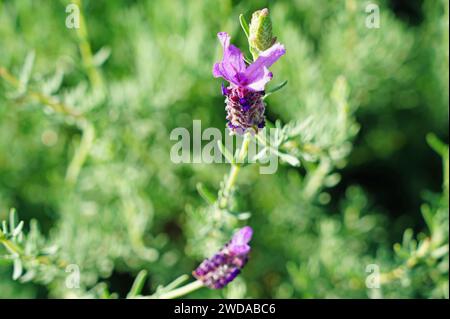 Fiori di lavanda francesi viola profumati che crescono in giardino Foto Stock