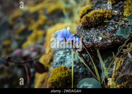 Fiori viola blu di Cyclamen Coum Mill. (Famiglia Primulaceae) crescono su pietre ricoperte di muschio verde in una foresta primaverile. Natura macro in fiore. Foto Stock