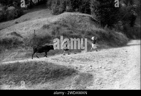 Contea di Vrancea, Romania, circa 1973. Gente di campagna con una mucca su un sentiero sterrato su una collina. Foto Stock