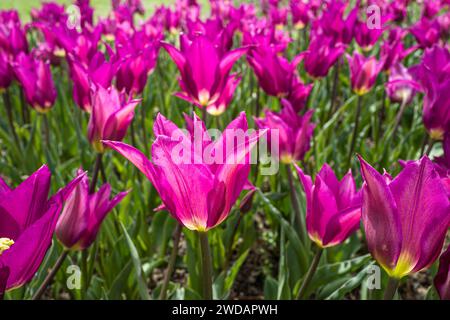 Primo piano dei vivaci tulipani rossi in piena fioritura, crogiolandosi alla luce del sole Foto Stock