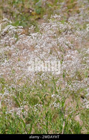 Respiro del bambino, gitsofila comune, respiro del bambino panico, Rispiges Gipskraut, Gypsophile paniculée, Gypsophila paniculata, buglyos fátyolvirág Foto Stock