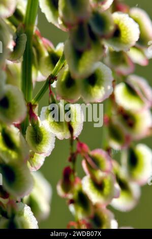 Red Sorrel, Sheep's sorrel, Field sorrel, Kleiner Sauerampfer, Petite Oseille, Rumex acetosella, juhsóska, Ungheria, Europa Foto Stock