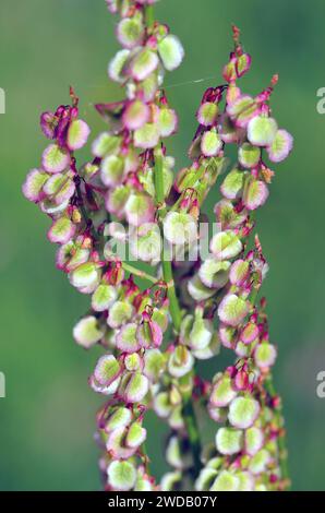 Red Sorrel, Sheep's sorrel, Field sorrel, Kleiner Sauerampfer, Petite Oseille, Rumex acetosella, juhsóska, Ungheria, Europa Foto Stock