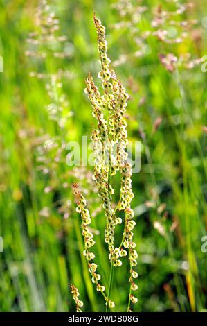 Red Sorrel, Sheep's sorrel, Field sorrel, Kleiner Sauerampfer, Petite Oseille, Rumex acetosella, juhsóska, Ungheria, Europa Foto Stock