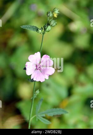 Marshmallow in foglie di palma o hollyhock con foglie di canapa, Hanfblättriger Eibisch, Guimauve faux-chanvre, Althaea cannabina, ziliz Foto Stock