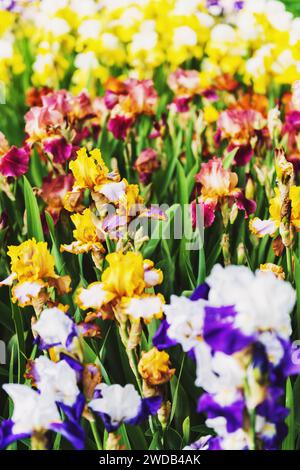 Fiori Iris multicolori in un giardino Foto Stock