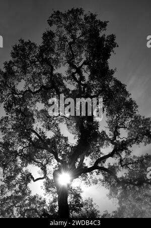 Il sole del mattino brilla tra i rami di una quercia viva in California, Stati Uniti Foto Stock