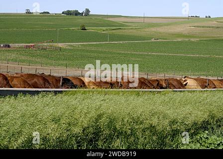 MERRILL/PLYMOUTH COUNTY/IOWA /USA- la vita a Merril città governante degli Stati Uniti a Plymouth Couty quasi 200 abitanti di formatori merril e senior vivono qui questa piccola città governante Merrill è dal 1872 e l'agricoltura e gli animali circostanti e in città United States Post Oiffce e la banca locale e sempre 10 minuti buoni treni passano attraverso Merrill in City Post id i non residenti locali hanno ritirato la posta dall'ufficio postale dalle loro cassette postali e la posta è ancora consegnata nel paese accanto agli agricoltori e al corriere postale postale dalle loro caselle di posta il 13 GIUGNO 2014 Foto Stock