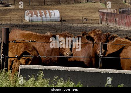 MERRILL/PLYMOUTH COUNTY/IOWA /USA- la vita a Merril città governante degli Stati Uniti a Plymouth Couty quasi 200 abitanti di formatori merril e senior vivono qui questa piccola città governante Merrill è dal 1872 e l'agricoltura e gli animali circostanti e in città United States Post Oiffce e la banca locale e sempre 10 minuti buoni treni passano attraverso Merrill in City Post id i non residenti locali hanno ritirato la posta dall'ufficio postale dalle loro cassette postali e la posta è ancora consegnata nel paese accanto agli agricoltori e al corriere postale postale dalle loro caselle di posta il 13 GIUGNO 2014 Foto Stock