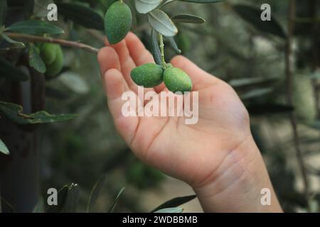 Mano di un bambino che avvolge con cura olive mature su un albero. Foto Stock