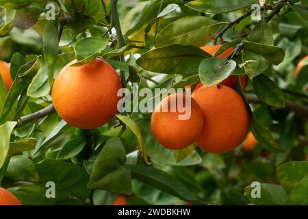 primo piano di un bellissimo albero d'arancio con arance mature Foto Stock