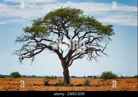 Albero in piedi nel paesaggio con mandria di elefanti, elefanti (Loxodonta africana), steppa, escursione, natura, safari, nella regione di Savuti nel Foto Stock