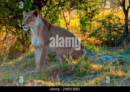 Leonessa, leone femminile (Panthera leo) nella caccia serale, caccia, vedetta, selvaggia, libera vita, safari, Parco Nazionale Moremi in Botswana Foto Stock