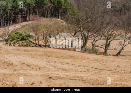 Boschetto di spiedini senza foglie in un campo asciutto e pulito ai margini della natura selvaggia di montagna nelle giornate di sole, Corea del Sud, Corea del Sud Foto Stock