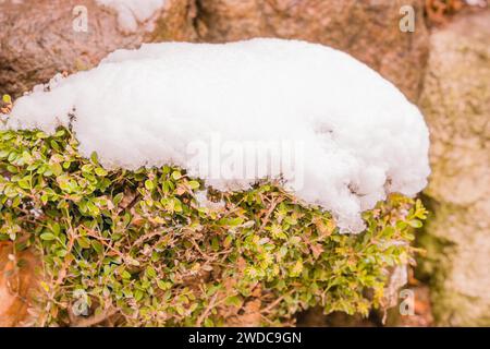 Strato di neve fresca caduta sulla cima del cespuglio verde davanti alla pietra sfocata sullo sfondo, Corea del Sud Foto Stock