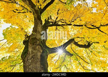 Il sole splende sul vecchio acero di sicomoro (Acer pseudo plantanus), in colore autunnale, Canton Glarona, Svizzera Foto Stock