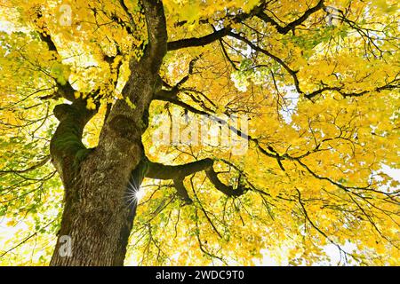 Il sole splende sul vecchio acero di sicomoro (Acer pseudo plantanus), in colore autunnale, Canton Glarona, Svizzera Foto Stock