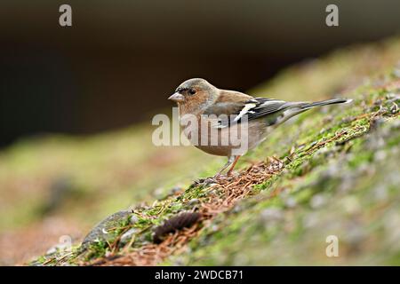 Affinch comune (Fringilla coelebs), maschio seduto a terra, Svizzera Foto Stock