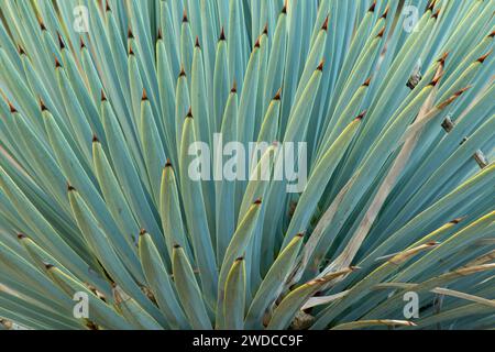 Agave, Julia Pfeiffer Burns State Park, Big Sur Coast Highway Scenic Byway, California Foto Stock