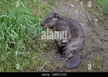 Castoro eurasiatico, castoro europeo (fibra di castoro) madre in piedi sulla riva del fiume, Freiamt, Canton Argovia, Svizzera Foto Stock