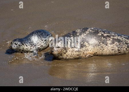 Harbor Seals (Photo vitulina) a Whalers Cove, Point Lobos State Reserve, Big Sur Coast Highway Scenic Byway, California Foto Stock