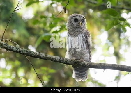 Giovane gufo barrato su un posatoio nel bosco con gli occhi nel disco facciale Foto Stock