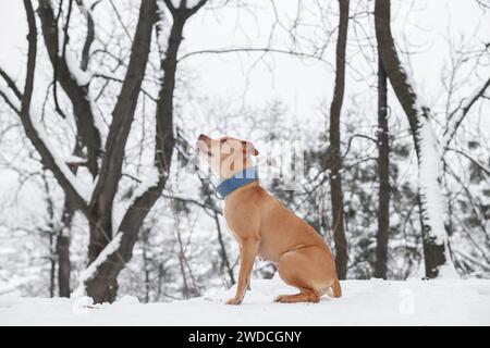 Simpatico ginger dog seduto nella foresta innevata Foto Stock