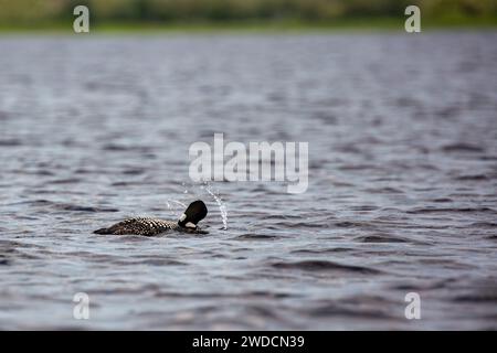 Comune lombo (Gavia immer) adulto che scuote l'acqua dalla testa, orizzontalmente Foto Stock