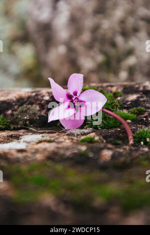 Il fiore rosa ciclamino europeo giace su pietre ricoperte di muschio verde. Sfondo erba naturale. La magia della rinascita della natura nella stagione primaverile, nella foresta e nel giardino. Foto Stock