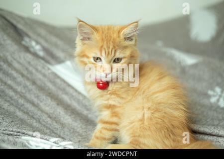 Un gattino arancione siede e guarda sul divano. Foto Stock