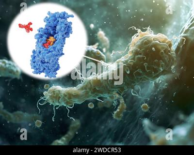 Azione antibiotica Zosurabalpin, illustrazione Foto Stock