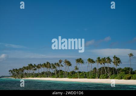 Linea di palme che soffiano nel vento, Oceano Indiano, Maldive Foto Stock