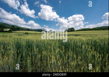 Vista mozzafiato su un campo di grano estivo con alcune nuvole di cumulus nel cielo blu intenso. Foto Stock