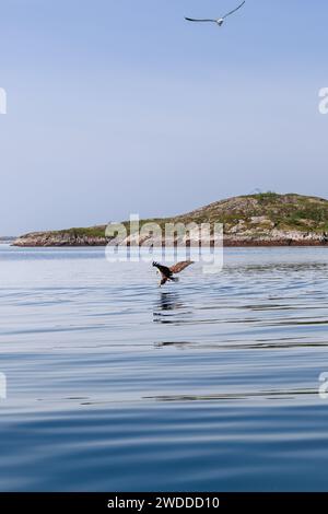 Un'istantanea verticale cattura un'aquila dalla coda bianca afferrando la sua cattura a metà volo sulle acque di Lofoten, con un gabbiano che si libra sopra Foto Stock