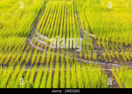 Giovani spari da un campo di lino in primavera Foto Stock