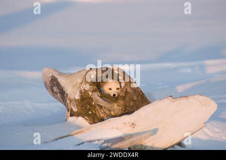 Volpe artica (Vulpes / Alopex lagopus) che guarda dall'interno di una carcassa di balena boreale (Balaena mysticetus), area 1002 della costa artica ANWR, Alaska Foto Stock