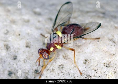 Mosca di zucca minore chiamata anche mosca della frutta etiope (Dacus ciliatus). Le larve sono uno dei principali parassiti della mosca della frutta che si trovano sulle cucurbit selvatiche e coltivate Foto Stock