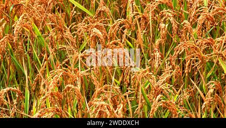 Pianta di riso Oryza sativa con panelli ramificati contenenti molti grani su ogni stelo che cresce in Francia Foto Stock