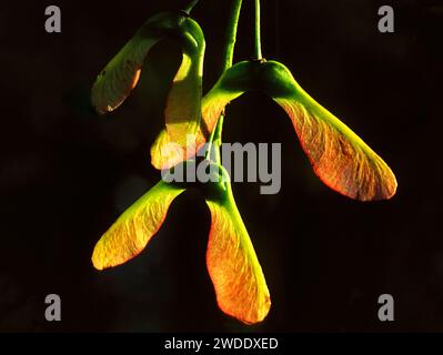 Semi di Sycamore Acer pseudoplatanus o frutti alati noti come samaras Foto Stock