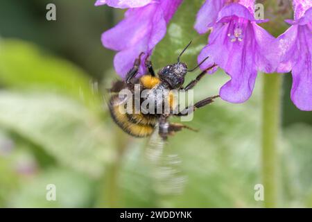 Garden bumblebee o piccolo giardino bumblebee - Bombus hortorum pollina una fioritura della grande betonia - Betonica macrantha o Stachys macrantha Foto Stock