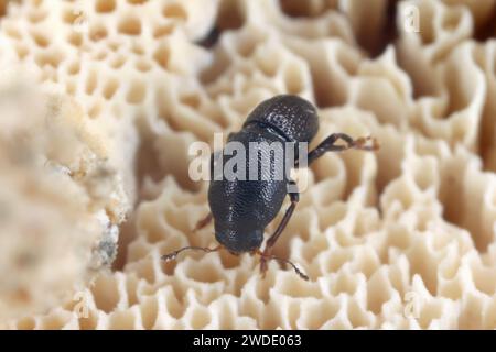 Talpella mauritiana, piccolo coleottero della famiglia Anthribidae. Una specie endemica che vive sulle Mauritius. Foto Stock