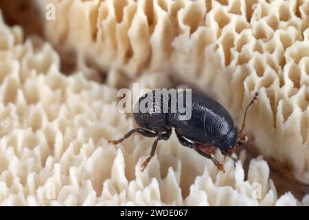 Talpella mauritiana, piccolo coleottero della famiglia Anthribidae. Una specie endemica che vive sulle Mauritius. Foto Stock